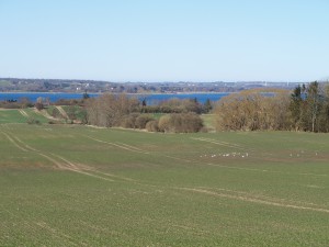 Lammefjorden set fra højen